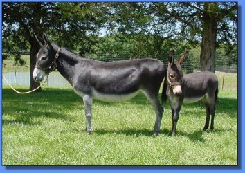 Lot # 7 ~ Cottonwood Ember