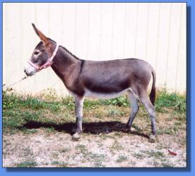 Lot # 28 ~ Gardner's Cranberry June