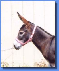 Lot # 28 ~ Gardner's Cranberry June