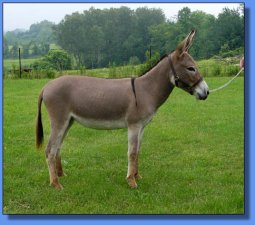 Bunker Hill Cranberry Mist - Lot #11