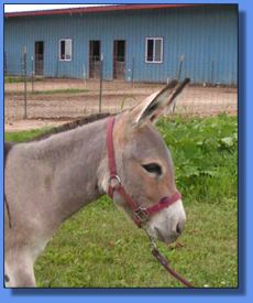 Lot # 35 ~ Ass-Pirin Acres Dacey