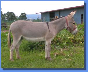 Lot # 35 ~ Ass-Pirin Acres Dacey