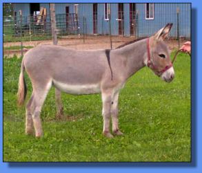 Lot # 35 ~ Ass-Pirin Acres Dacey