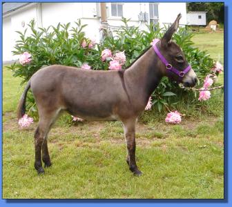 Lot # 28 ~ Donkette Korral Marcy