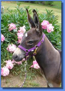 Lot # 28 ~ Donkette Korral Marcy