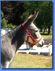 Lot #19 ~ Donkette Korral Painted Lady