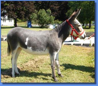 Lot #19 ~ Donkette Korral Painted Lady