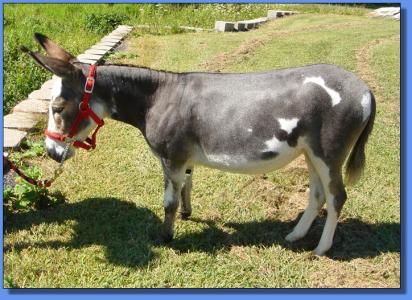 Lot #19 ~ Donkette Korral Painted Lady