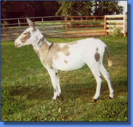 Heavenly Echo - Lot 13