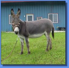 Ass-Pirin Acres Elizabit - Lot #8