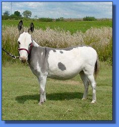 Lot #24 ~ R&D, D&H Elly May