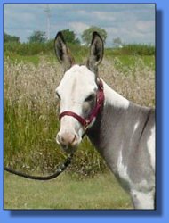 Lot #24 ~ R&D, D&H Elly May