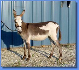 Ass-Pirin Acres Etcha Sketch - Lot #14