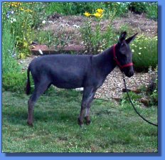 Lot #27 ~ Maxwell Ridge Farm Fantasia