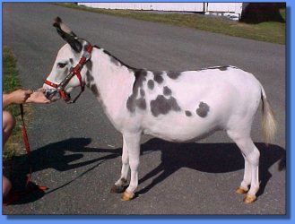 Lot # 21 ~ Donkette Korral Fantasia