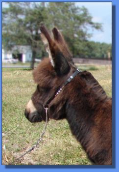 Ass-Pirin Acres Fedora