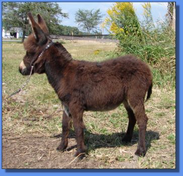 Ass-Pirin Acres Fedora