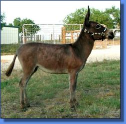 Brayers Are Us Felice - Lot 32