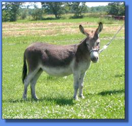 Lot # 15 ~ Ass-Pirin Acres Felina