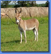 Even's Bluff Miniatures Fideis - Lot #9