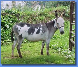 Lot 26 ~ Lazy H Donkette Korral Flakey