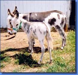 Gee Haw's Sweet Sunshine - Lot 4