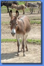 Lot #10 ~ Foust's Honey's Lil Candy