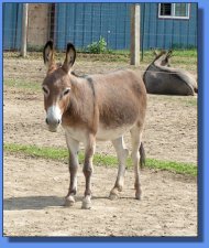 Lot #10 ~ Foust's Honey's Lil Candy