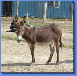 Lot #22 ~ Foust's Lil Kaitlin