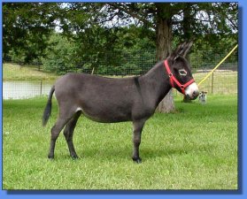 Lot # 28 ~ Gardner's Bay Dolly