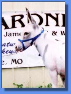 Lot # 21 ~ Gardner's Cassie Mae