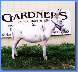 Lot # 21 ~ Gardner's Cassie Mae