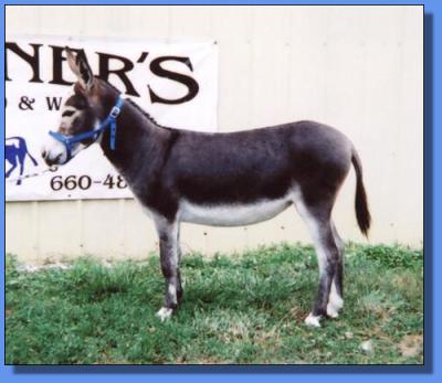 Lot #33 ~ Gardner's Fantacy Lou
