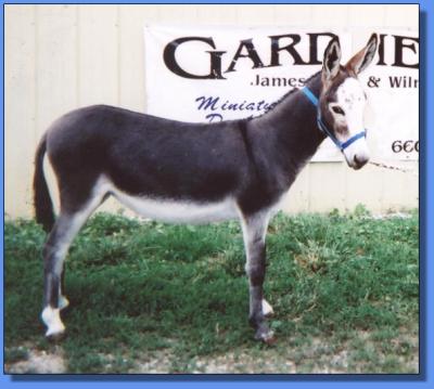 Lot #33 ~ Gardner's Fantacy Lou