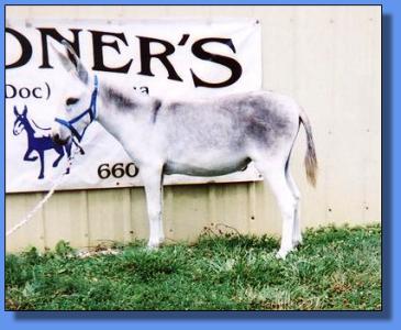 Lot # 29 ~ Gardner's Lorinda Faye