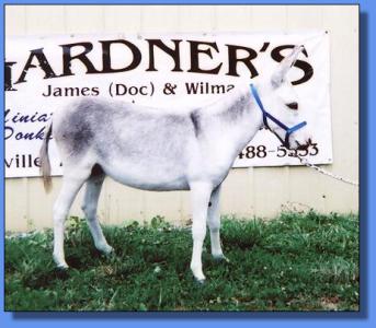 Lot # 29 ~ Gardner's Lorinda Faye