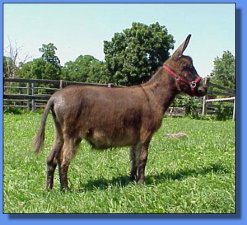 Gardner's Tinata Lynn - Lot #29