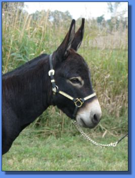 Ass-Pirin Acres Get R Done