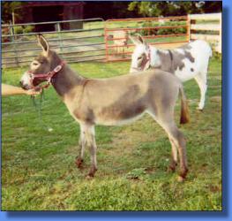 Heavenly Ginger - Lot #31