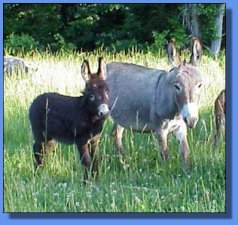 Gardner's Genita Ann & CP's Ginger Snap - Jennet foal & dam - Lot #23