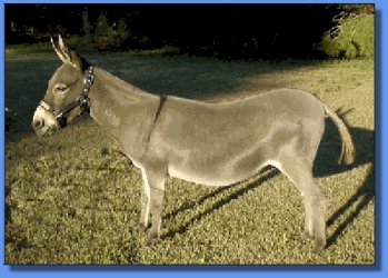 Lot #18 ~ Happytime Acres Pizzaz