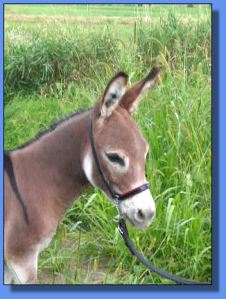 Lot # 7 ~ MGF Hearts Affire