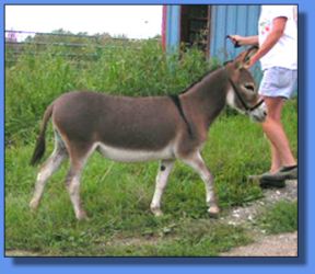 Lot # 7 ~ MGF Hearts Affire