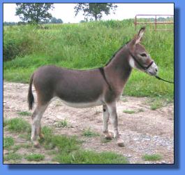 Lot # 7 ~ MGF Hearts Affire