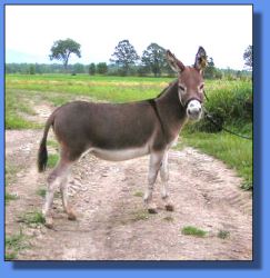 Lot # 7 ~ MGF Hearts Affire