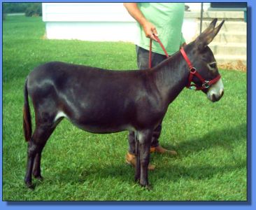 Lot # 36 ~ Heavenly Memorial