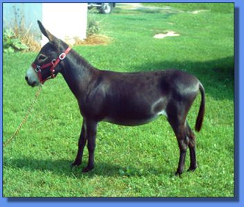 Lot # 36 ~ Heavenly Memorial