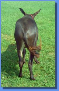 Lot # 36 ~ Heavenly Memorial