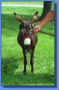 Lot # 36 ~ Heavenly Memorial