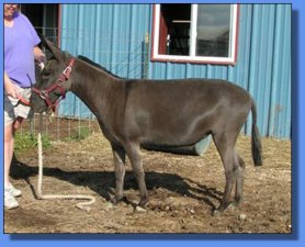 Lot #16 ~ Hebron Donkey Company Isis